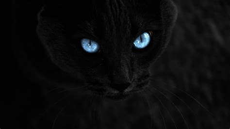 Black Cat Eyes Wallpaper (69+ images)