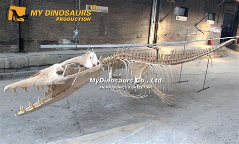 Full Fossil of Prehistoric Whale Basilosaurus Skeleton