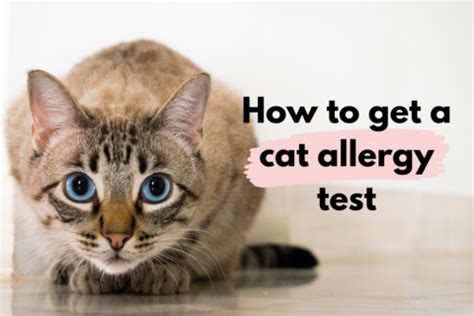 Have you got pet allergies? Here's how to get a Cat Allergy Test - The Fun Money Club