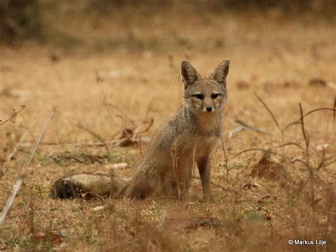 Bengal Fox (Vulpes bengalensis) observed by markuslilje 06:37 AM UTC on December 13, 2007 ...