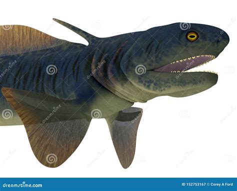 Orthacanthus Shark Head stock illustration. Illustration of species - 152753167