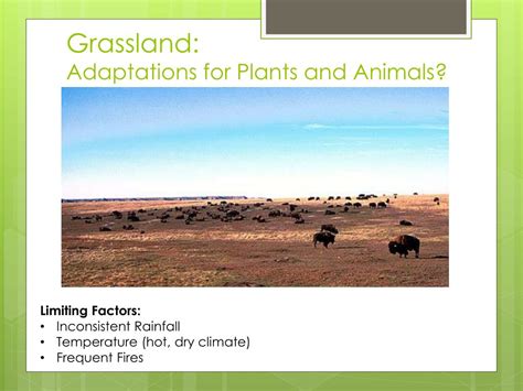 PPT - Biome Adaptations & Niches PowerPoint Presentation, free download ...