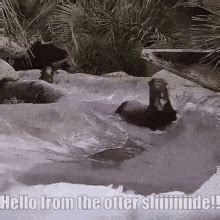 Otter Slide GIF - Otter Slide Hello - Discover & Share GIFs