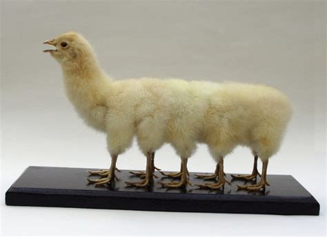 Ten Legged Taxidermied Chicken | BespokeBug