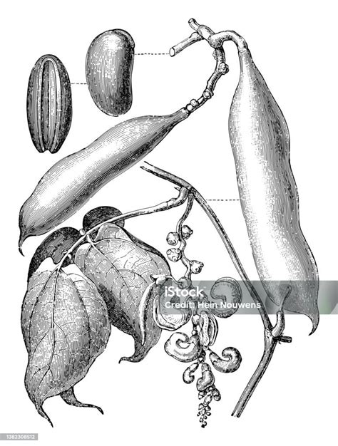 Calabar Bean Or Ordeal Bean Vintage Engraved Illustration Stock Illustration - Download Image ...