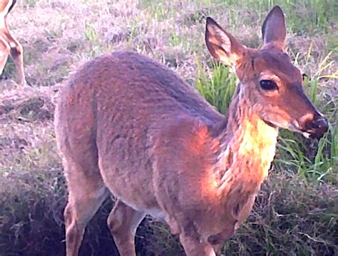 Bucks Antlers: When Do They Start Growing … EXACTLY? – Bowhunting.Net