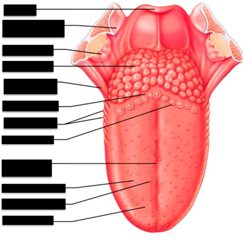 Cat Tongue Anatomy Diagram