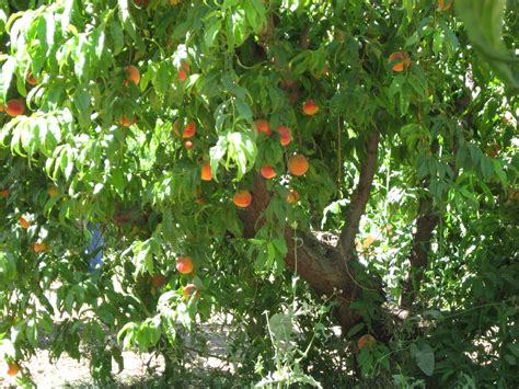 Pick your own peaches at Schnepf Farms, near Phoenix. Fun activity and ...