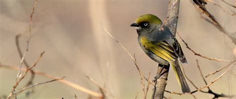 Aves endémicas, semiendémicas y cuasiendémicas de México · BioDiversity4All