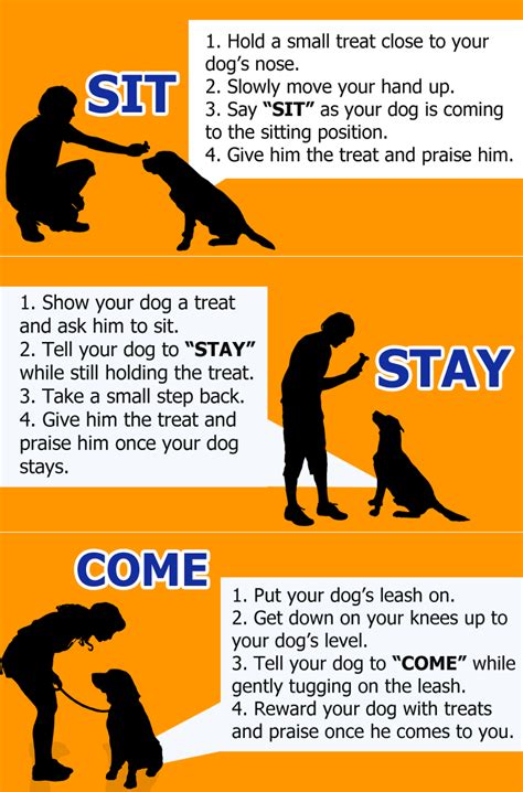 Five Basic Obedience Commands Your Dog Should Learn – VitalCute