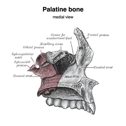 Maxillary Bone Anatomy