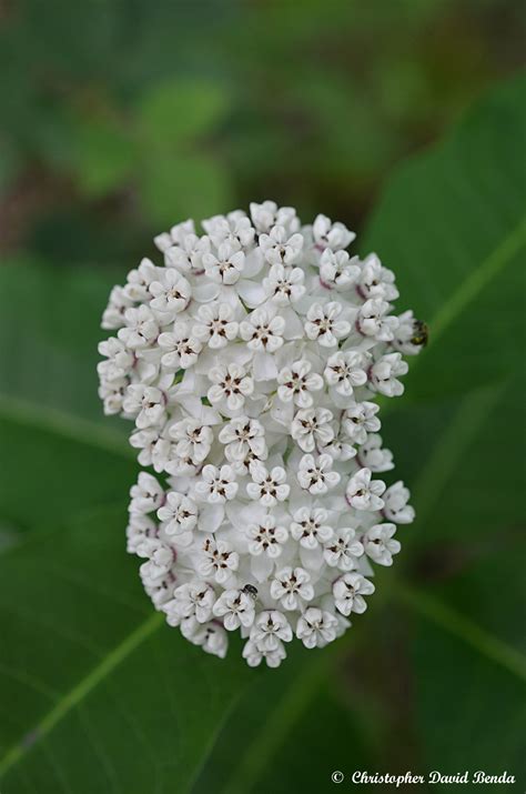 Asclepias variegata | Illinois Botanizer