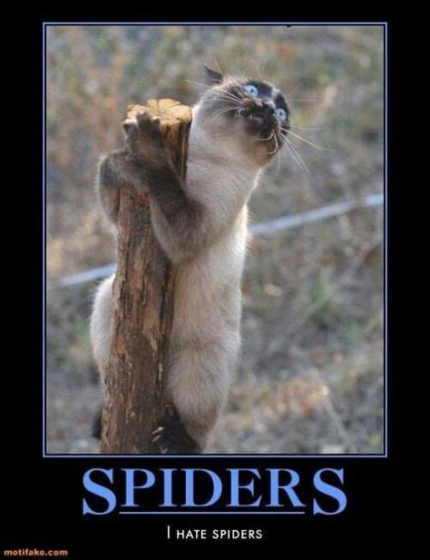 Fear of spiders Meme | Slapcaption.com | funny, cute, and just.... | Funny cats, Funny animal ...