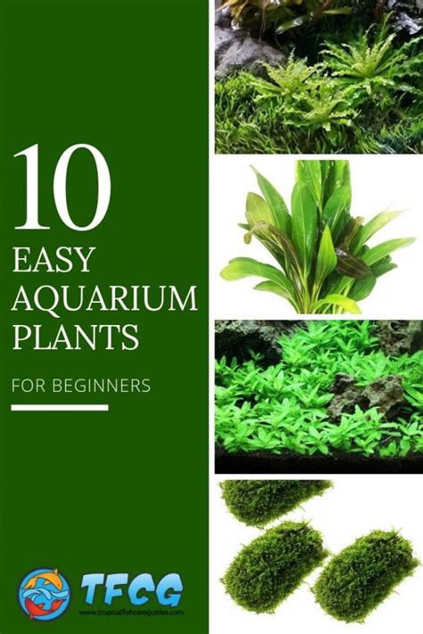 How To Keep Aquarium Plants Alive Beginner Care Guide & Tips