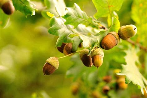 Acorns growing on acorn tree | Acorn, Lawn and landscape, Food forest