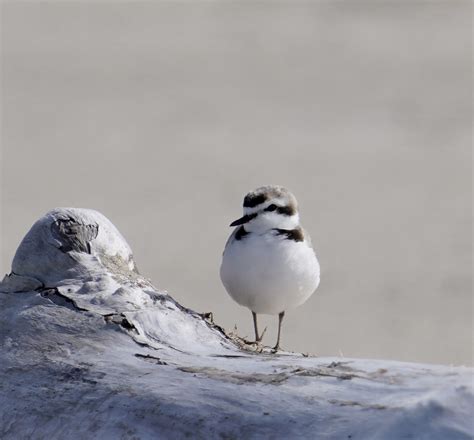 Snowy Plover Conservation | Artists for Conservation