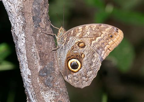 15 Owl Butterfly Facts - Facts.net