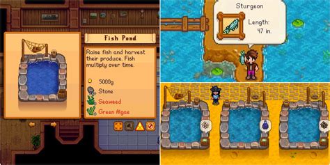 Stardew Valley: Complete Guide To Fish Ponds