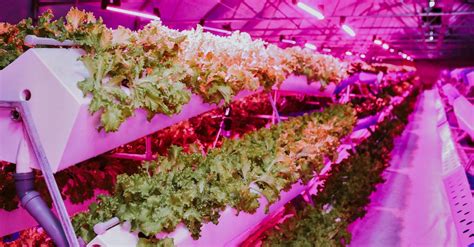 What Is Aeroponic Farming and How Does It Work?