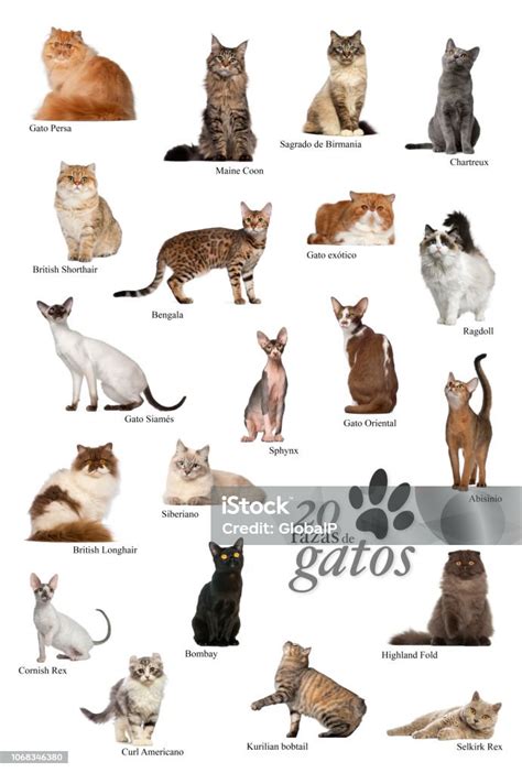 Cat Breeds Poster In Spanish Stock Photo - Download Image Now - Animal, Bengal Cat - Purebred ...