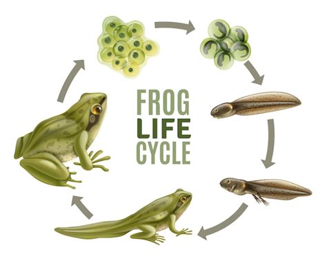 Frog Life Cycle Images - Free Download on Freepik