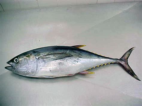 TUNA FISH