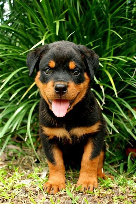 Pin by Monica Dresh on honden | Rottweiler puppies, Dog breeds, Baby rottweiler