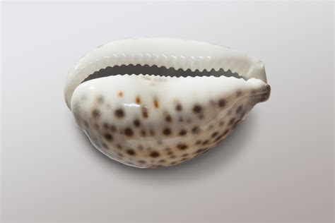 Free photo: Cowrie Shell - Animal, Cowrie, Gloss - Free Download - Jooinn