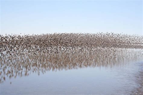 Western Sandpiper - Calidris mauri - NatureWorks