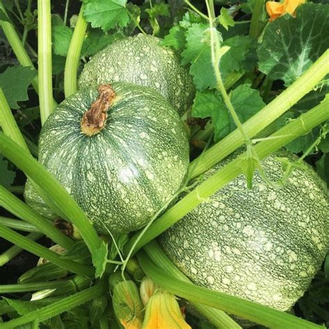 Round Zucchini Seeds - Monarch Milkweed Seeds