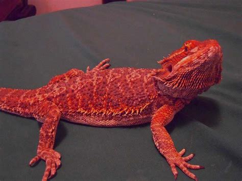 20 Bearded Dragon Morphs and Color Types (Common to Rarest Breed) (2022)