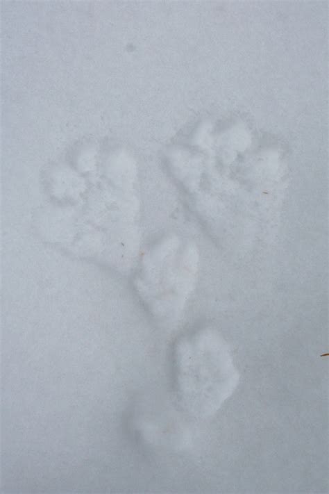 Snowshoe Hare Tracks | MyNature Apps