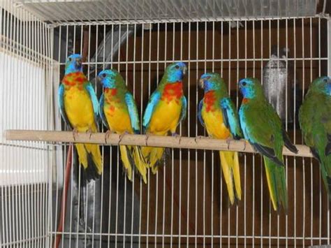 Society finches and English-American parakeets for Sale in Tracy, California Classified ...