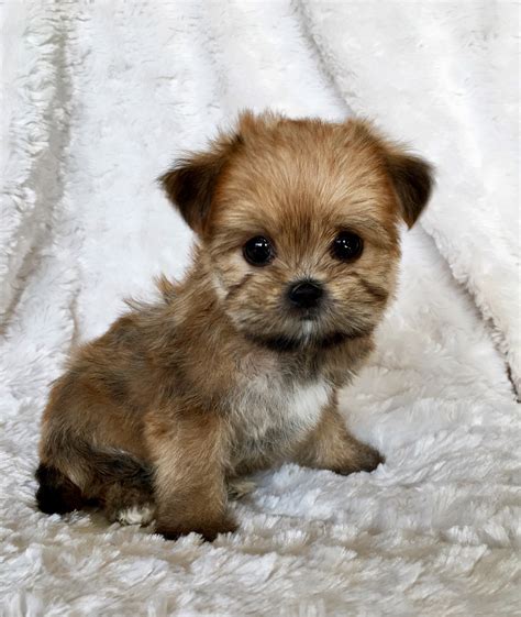 Teacup Morktese Morkie Morky Puppy! Christy | iHeartTeacups