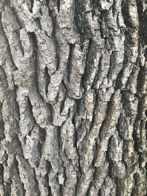 Tree Bark Texture | Tree bark texture, Winter container gardening, Tree ...