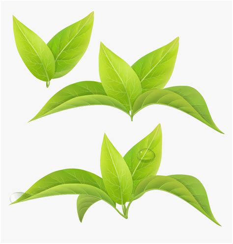 Green Tea Leaf White Tea Matcha - Leaf Green Tea Png, Transparent Png , Transparent Png Image ...