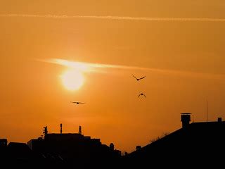 060/365: Birds | Gotta shoot the sun as long as there still … | Flickr