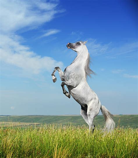 Rearing Horse Pictures, Images and Stock Photos - iStock