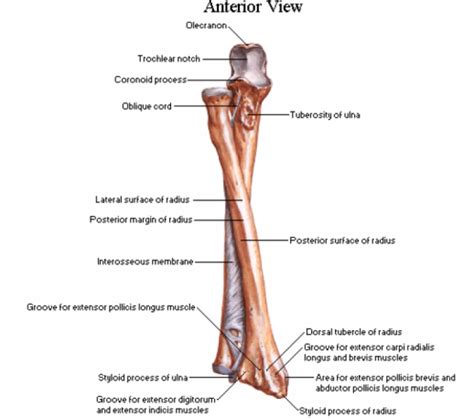 wrist anatomy and definitions - MSK Learning Porfolio