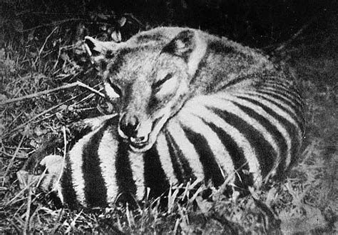 Thylacine-Extinct Animals That Science Could Bring Back From The Dead