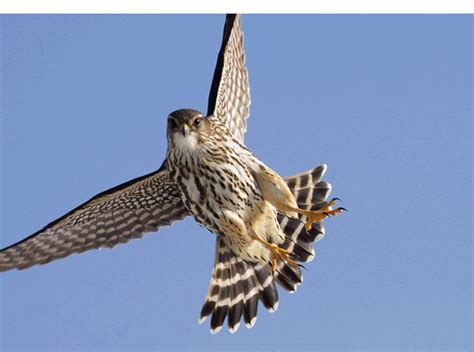 Birds Of Prey: Marlin Falcon