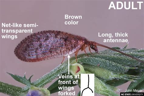 Brown Lacewing | NC State Extension