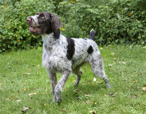 German Wirehaired Pointer Dogs