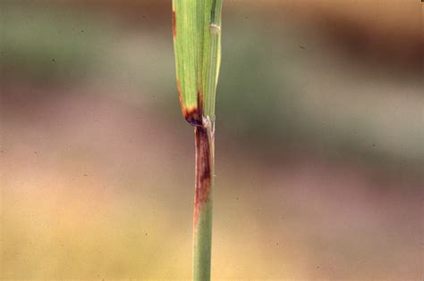 Rice blast disease | Agriculture and Food