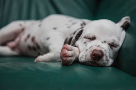 310+ Dalmatian Sleeping Dog Stock Photos, Pictures & Royalty-Free ...