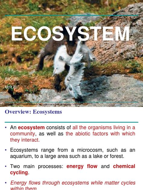 Unit III Ecosystem F | PDF | Primary Production | Ecosystem