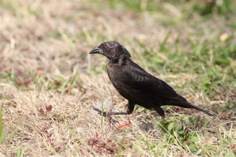 The Bronzed Cowbirds of Southern Florida by Alex Lamoreaux | Nemesis Bird