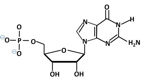 Identifying Specific Nucleic Acid Structures - Biochemistry