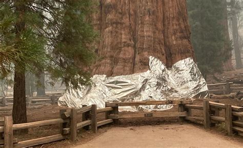 Even fire-adapted giant sequoias can’t withstand California’s megafires