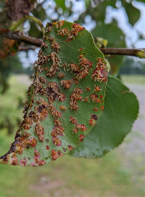 What Causes Brown Spots On Pear Tree Leaves - Infoupdate.org